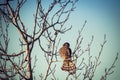 Merlin falcon on a branch Royalty Free Stock Photo