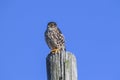 Merlin Falcon Columbarius Royalty Free Stock Photo