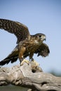 Merlin Falcon Royalty Free Stock Photo