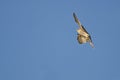 Merlin Falcon Flying in a Blue Sky Royalty Free Stock Photo