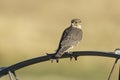 Merlin falcon looking back Royalty Free Stock Photo