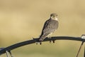 Merlin falcon looking back