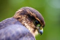 Merlin Falcon Macro Royalty Free Stock Photo