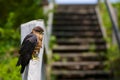 Merlin Falcon Perched on Stairs