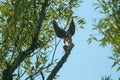 Merlin falcon perched on a tree Royalty Free Stock Photo