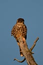 Merlin hawk sits perched in a tree hunting Royalty Free Stock Photo