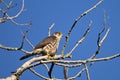 Merlin hawk sit perched in a dead tree hunting Royalty Free Stock Photo