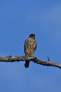 Merlin hawk sits perched in a dead tree Royalty Free Stock Photo