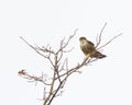 Merlin perched in a tree Royalty Free Stock Photo