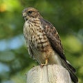 Merlin Perched on a Utility Pole
