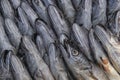 Merling or whiting fish at the fish market of Essaouira