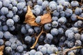 Merlot clusters and leaf Royalty Free Stock Photo