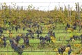 Merlot clusters in a rows in a vineyard. Selective focus