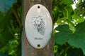 Vine plants with a `Merlot` sign on a vineyard