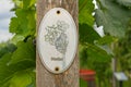 Vine plants with a `Merlot` sign on a vineyard