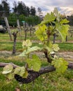 Merlot Grape Leaves on the Vine