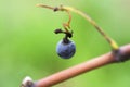 Merlot grape on a tendril in a vineyard in Bulgaria. Selective focus