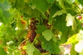 Merlot Grape Vine Royalty Free Stock Photo