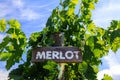 Merlot Grape Winery Vineyard Okanagan Valley Royalty Free Stock Photo