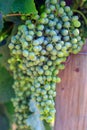 Merlot Grape Winery Vineyard Okanagan Valley Royalty Free Stock Photo