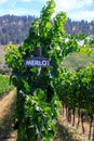 Merlot Grape Winery Vineyard Okanagan Valley Royalty Free Stock Photo