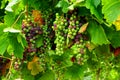 Merlot Grapes