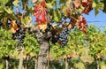 Merlot grapes hanging on vine in autumn, just before the grape harvest Royalty Free Stock Photo