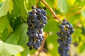 Merlot grapes hanging on a vine illuminated by the sun Royalty Free Stock Photo