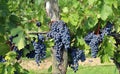 Merlot grapes hanging on vine Royalty Free Stock Photo