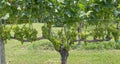 Green, Unripe, Merlot Grapes on the Vine Royalty Free Stock Photo