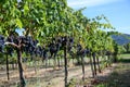 Merlot Grapes in Vineyard