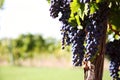 Merlot Grapes in Vineyard Royalty Free Stock Photo