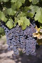 Merlot Grapes in Vineyard Royalty Free Stock Photo