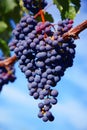 Merlot Grapes in Vineyard