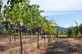 Merlot Grapes in Vineyard