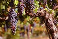 Merlot Grapes in Vineyard