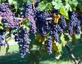 Merlot Grapes in Vineyard Royalty Free Stock Photo