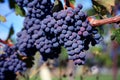 Merlot Grapes in Vineyard Royalty Free Stock Photo