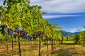 Merlot Grapes in Vineyard HDR Royalty Free Stock Photo