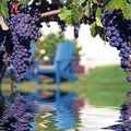 Merlot Grapes in Vineyard Reflecting in Water