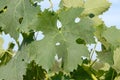 Merlot Leaves