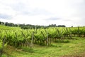Merlot and Sangiovese vineyard in the Italian countryside. Umbria Royalty Free Stock Photo