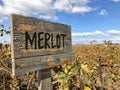 Merlot sign in a vineyard in autumn