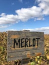 Merlot sign in a vineyard in autumn