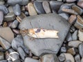 Mermaid's Purse - shark egg case, washed up on beach, Devon, UK. Royalty Free Stock Photo