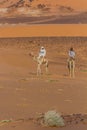 MEROE, SUDAN - MARCH 4, 2019: Locals riding camels near the pyramids of Meroe, Sud