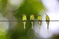 Meropidae four on the wires with a blurred background