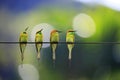 Meropidae four on the wires with a blurred background