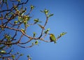 Merops apiaster