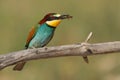 Merops apiaster bee-eater